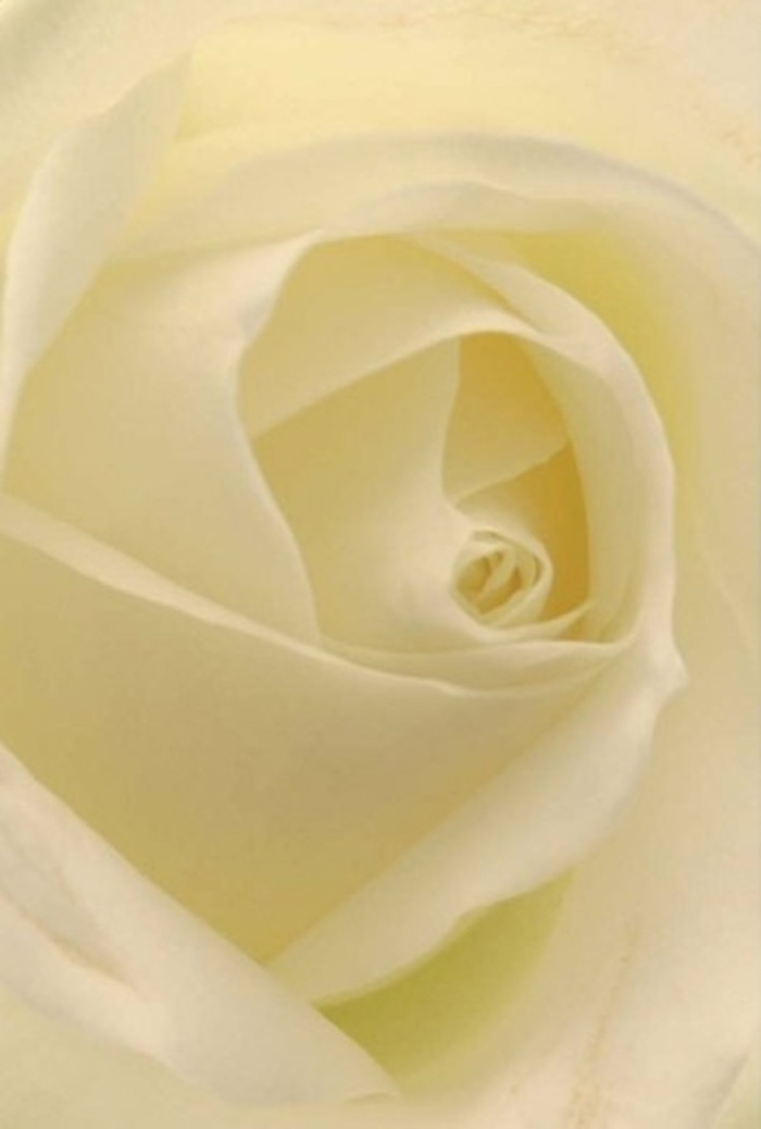 Viewed close-up, the luminous white of this rose radiates serenity and sophistication-a floral reflection of South Hackney's varied character. Subtle gradients of cream, ivory, and pure white intertwine across layered petals, the play of diffused light lending each one an almost illuminated quality, as though the bloom glows from within. The tight spiral at the rose's core hints at purity and resilience, while the gentle, whisper-thin outer petals denote both grace and quiet strength. Such a bloom is the mark of an experienced local florist, handcrafting arrangements for life's pivotal moments-whether a declaration of love at a Broadway Market rendezvous, a sincere apology, or a refined wedding held in Hackney Town Hall. The barely perceptible fragrance evokes strolls through Victoria Park at dawn, a breath of clean air filled with hope and new possibility. The composition is balanced and poised, each element chosen with skill and heartfelt intention-qualities that hallmark every bouquet sent from South Hackney's trusted flower shops to homes across the area.